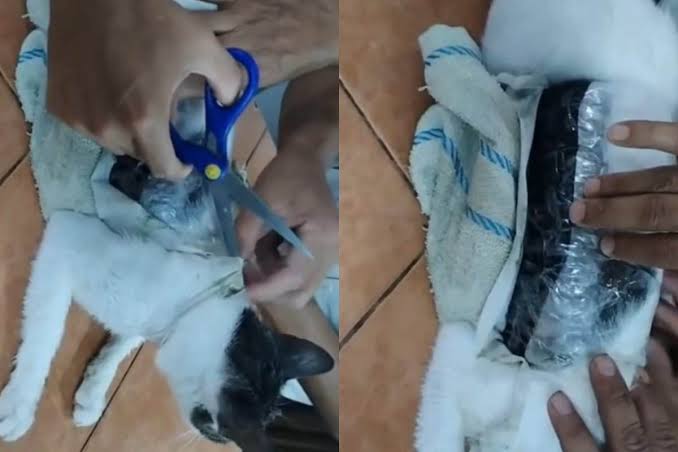 cat smuggling incident
